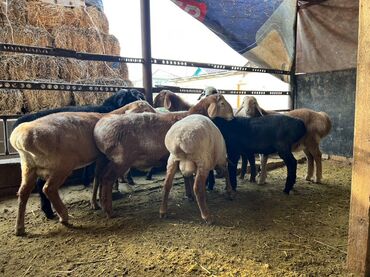 Бараны, овцы: Продаю | Баран (самец), Овца (самка) | На забой — 6