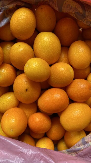 комнатные растения лимон: Лимон