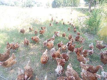 Куры, петухи: Продаю | Куры | Несушки — 8