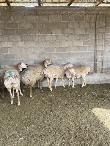 рамановские овцы: Продаю | Овца (самка) | Арашан | Для разведения | Матка