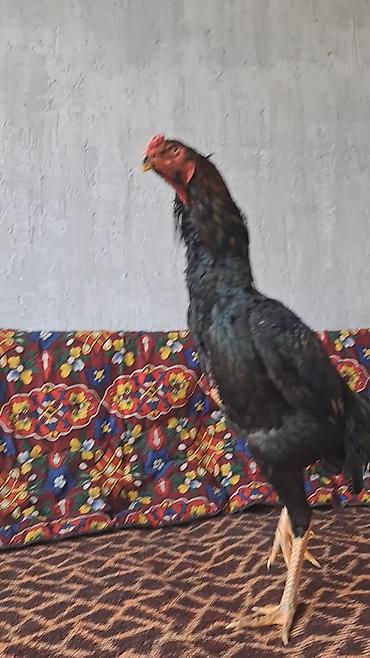 Куры, петухи: Продаю | Петух | Бойцовая | Для разведения — 6