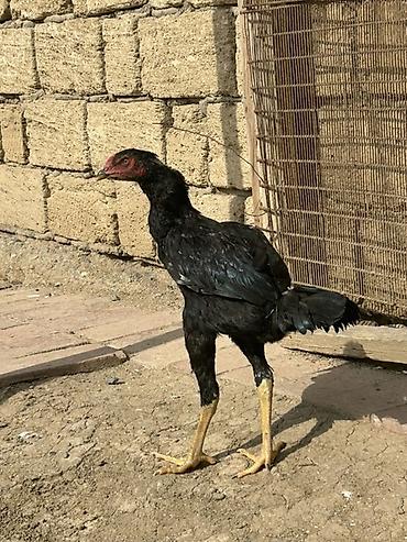 yem uyden: Aseel tipli qara rəngdə cins xoruz - Uzun və güclü bədən quruluşu — 1