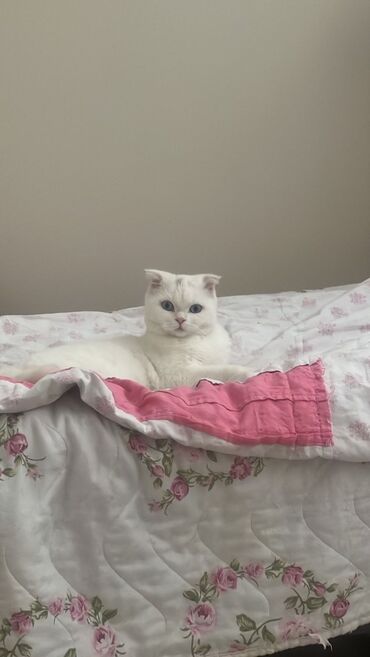 Pişiklər: Şotland, Dişi, Ünvandan götürmə — 2