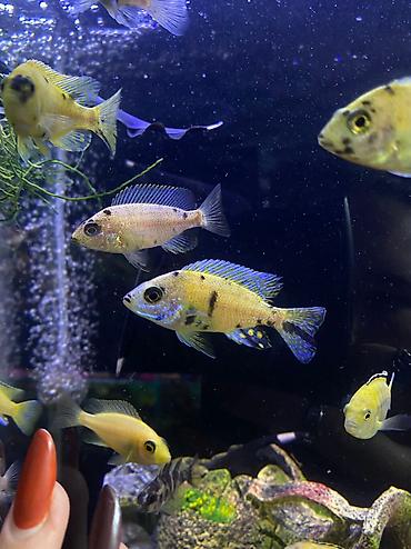 Аквариумы: Магазин аквариумистики В ассортименте большой выбор аквариумных — 6