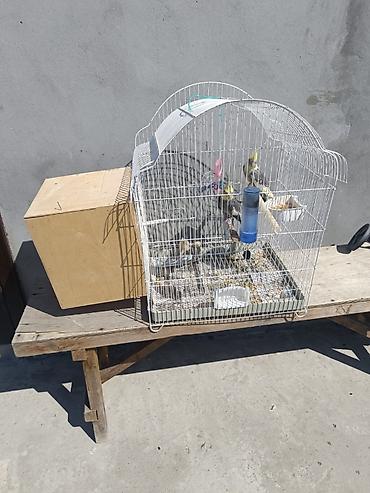 bulbul quşu: Yetişkin quşlardır yumurtlamağa hazırlaşırlar 1 dəfə bala çıxardıblar — 4
