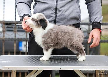 Psi: Na prodaju 4 šteneta Border Collie, iz dva različita legla. Jedno — 2