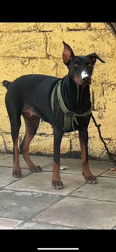 yekə itlər: Doberman, 8 ay, Dişi, Peyvəndli