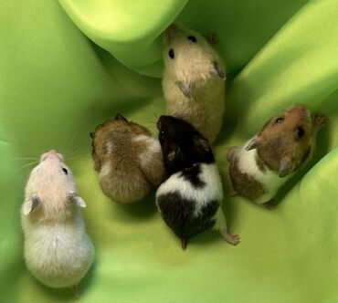 клетка для крыс: Продаются сирийские и джунгарские хомячки, бамбуковые мыши