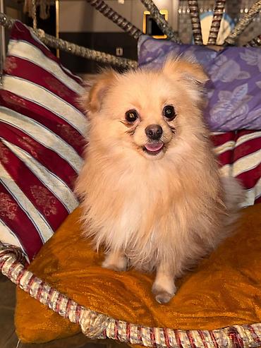 İtlər: Şpitz, 1 il, Erkek, Peyvəndli — 8