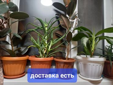 покупка 1 комнатной квартиры: Комнатный растение