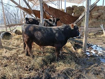 Коровы, быки: Продаю | Бык (самец) | На откорм | Племенные — 8