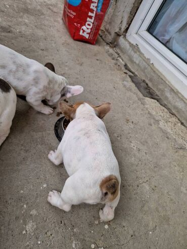 Psi: Štenci francuskog buldoga, oštenjeni 28.07, čekaju svoje nove na lalafo.rs — 14 Psi: Štenci francuskog buldoga, oštenjeni 28.07, čekaju svoje nove — 14