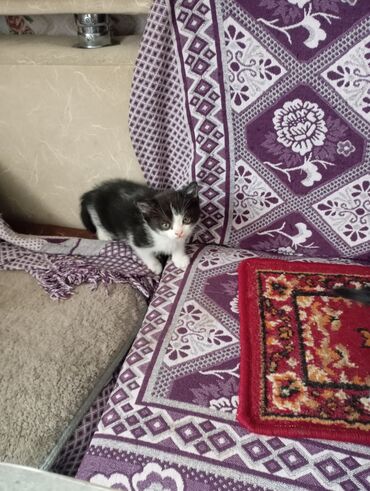 Продажа кошек: Котята от домашней кошки с вислыми ушками (на фото мама). Окрас у — 11