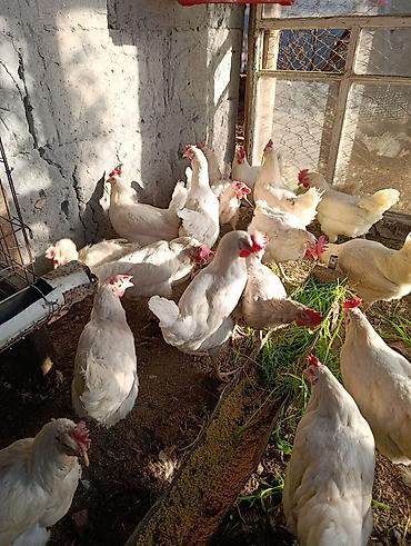 Птицы: Несушка тооктор уйдо оскон — 4