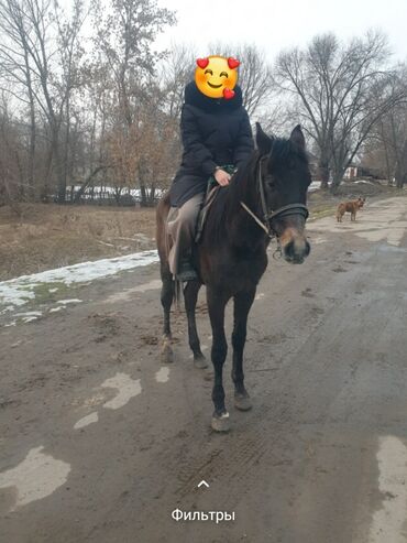 Лошади, кони: Кунан 2 жаш обмен бар байталга буту колу таза жакшы ат болот