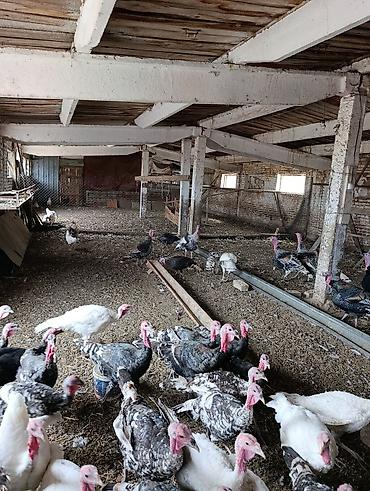 Продажа участков: 68 соток, Для сельского хозяйства, Красная книга — 5