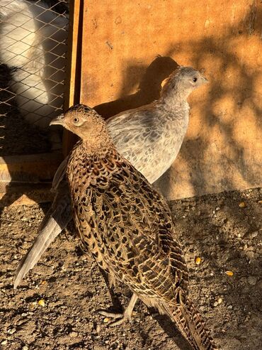 феникс бишкек: Продам фазанов