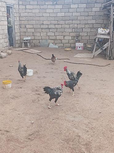 quş bazarı: 5dənə xoruz satılır təcili 100azn real alıcıya endirim olunacaq.Fikri — 2
