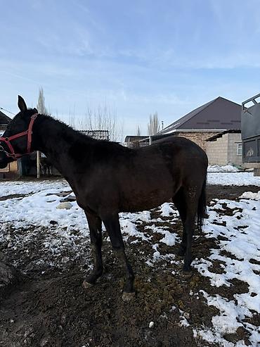 Лошади, кони: Продаю | Жеребец, Жеребенок | Рабочий — 12