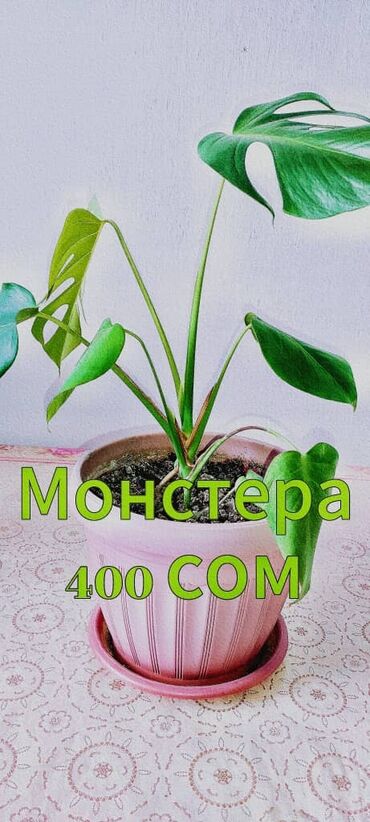 купить саженцы декоративных деревьев: Монстера