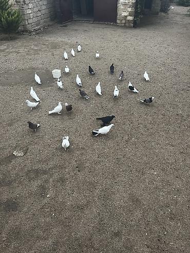tovuz qusu satılır: Tərgizirəm deyə satıram içində boynu güllülər qara baş qırmızı başlar — 3