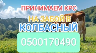 продаю кой: Куплю | Коровы, быки, Лошади, кони | Любое состояние, На забой, на мясо, Круглосуточно