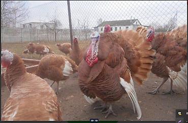 Корма для с/х животных: 🐎 Стимулятор набора веса со стволовыми клетками костный жир со — 18