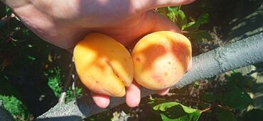 чай пуэр купить в бишкеке: Өрүктөр Королевский, Дүңүнөн