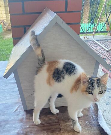 Yuvalar: Salam. Pişik, dovşan və itlər üçün keyfiyyətli yuvalara sifariş qəbul — 7