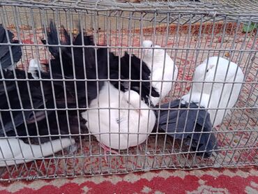 Птицы: Продаю, Чернохвостых Павлинов,проглистованы и.т.д.(пол) голубей не — 3