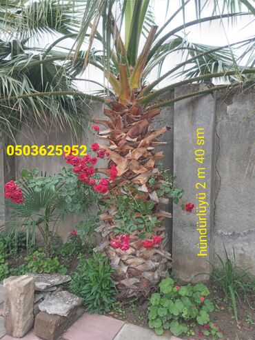 palma ağacı satışı: Bağ,villa üçün böyük palimalarQiymət Razılaşma yolu ilə