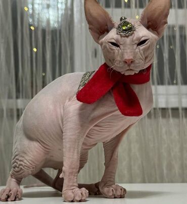 египетская кошка сфинкс цена: Сфинкс Девочка 4 месяца