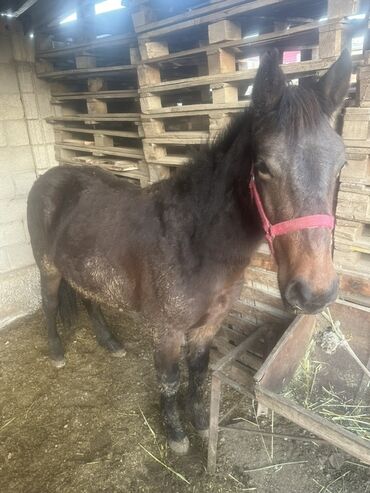 продажа домашних животных: Продаю | Жеребец