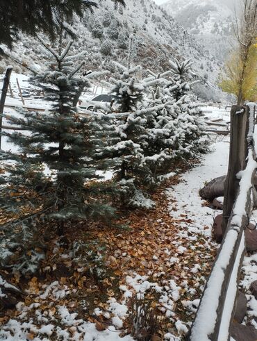 продажа новогодних елок: Елки голубые и Тянь Шанские