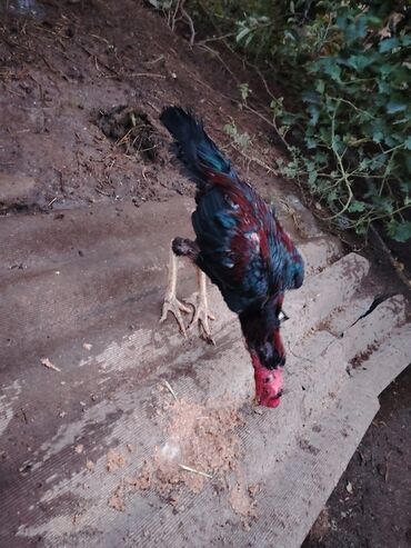Digər quşlar: Yaş yarımlıq xoruzdu damazlıq dimdiyi əyridi amma problemi yoxdu əyri — 7