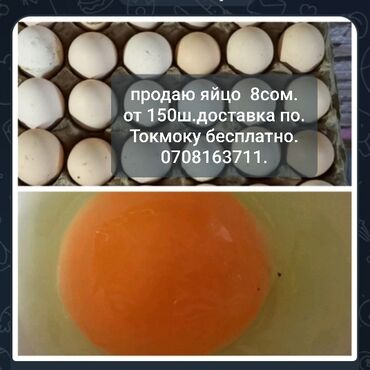 Молочные продукты и яйца: Продаю яйца 🥚свежие всегда домашние. для заказа своите .доставка по