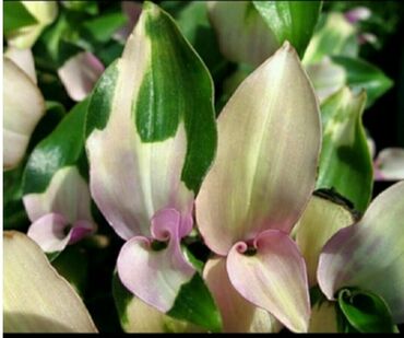 Хлорофитумы: Хлорофитумы. распродажа Хлорофитум - можно по праву назвать — 17