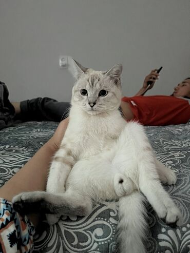 купить щенков чихуахуа: Кошка даром: Скотиш Страйт (Шотландская прямоухая), 1 год, Мальчик