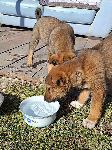 Отдам даром собаку: Собака даром: Дворняжка, 3 месяца, Самец at lalafo.kg — 8 Отдам даром собаку: Собака даром: Дворняжка, 3 месяца, Самец — 8