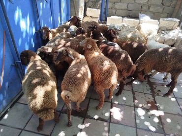 bakida cins ineklerin satisi: Quzu biri 225 AZN 11 erkekdi 5 dişi sağlam problemsiz hevanlardi