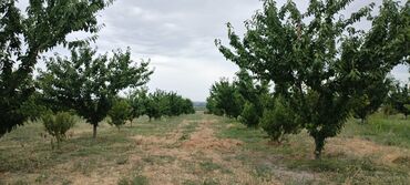 liman bitkisi: 2.5 ha 9 illik intensiv gilas bağı, 1.5 ha boş sahə. Suvarma sistemi