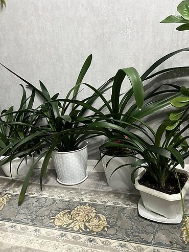 Лилии: Кливия (Clivia miniata) в горшке - Эффектное комнатное растение с — 2