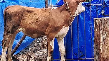 sud veren inek satilir: Beş aylıq təmiz qan smental düyə satılır — 3
