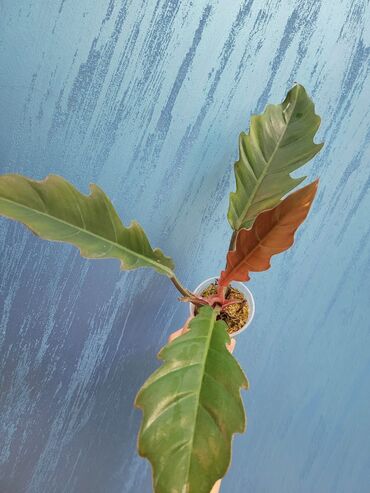 dekorativ otaq bitkiləri: Зеленая Карамель марбл, вырастет красивым кустиком-30 манат