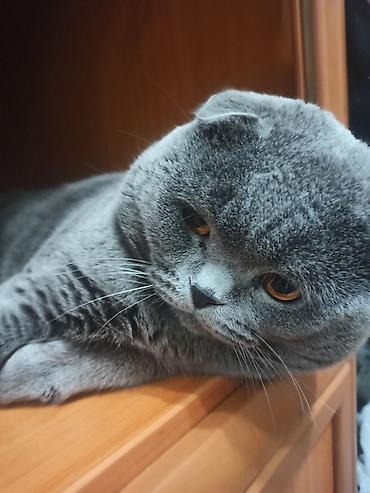 вет: Ит кууту: Скотиш Фолд (Шотландиялык шалпаң кулак), Эркек, 4 жаш, Документтери менен, Көгүлтүр — 3