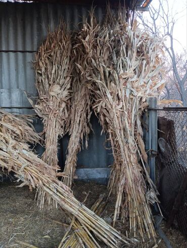 Корма для с/х животных: Кукуруза сухая зеленая масса на корм скоту. Отдам почти даром