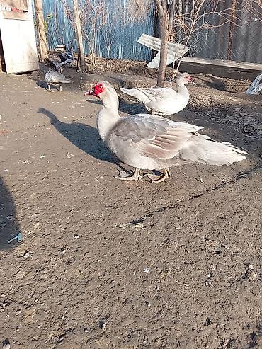 Ördəklər: Salam heyvanlar kom satilir 5feredi 1de erkey yumurtaya hazir -da lalafo.az — 16 Ördəklər: Salam heyvanlar kom satilir 5feredi 1de erkey yumurtaya hazir — 16