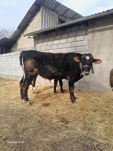 Коровы, быки: Продаю | Бык (самец) | Полукровка | На откорм — 27