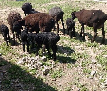 гиссарская порода овец цена: Продаю | Овца (самка), Ягненок, Баран (самец) | Для разведения, Для шерсти | Матка, Ярка, Ягнившаяся