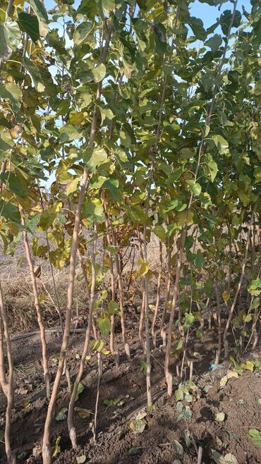 Ağaclar: Yalnız bizim təsərfatimizda bölgələrə uyğun olaraq ağacların kok — 18